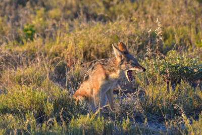 Jackal - Etosha，纳米比亚
