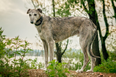 灰狗(犬属)雄性