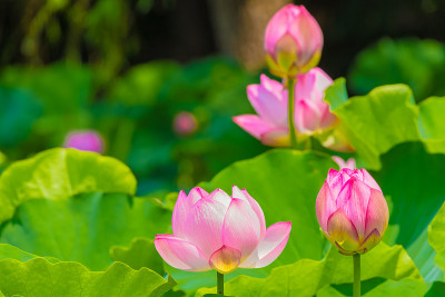 莲花