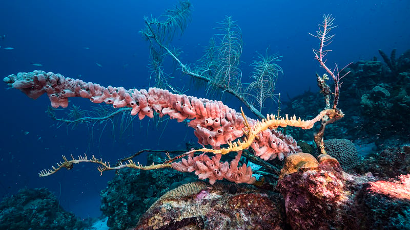 在库拉索岛附近的加勒比海，有各种各样的鱼、珊瑚和海绵在蓝绿色的珊瑚礁水中