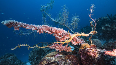 在库拉索岛附近的加勒比海，有各种各样的鱼、珊瑚和海绵在蓝绿色的珊瑚礁水中