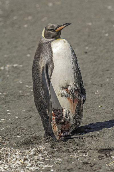 王企鹅(Aptenodytes patagonicus)是第二大企鹅种类。金港，南乔治亚岛。