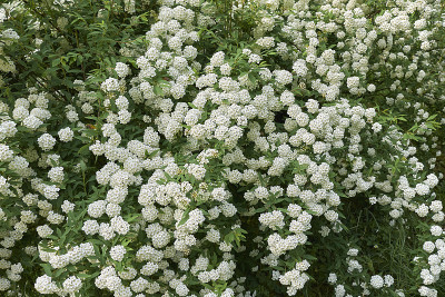 Spiraea canescens