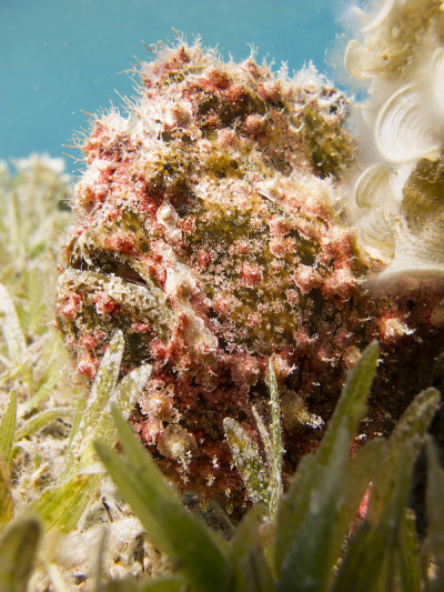 红色疣状襞鱼靠近海底的珊瑚。