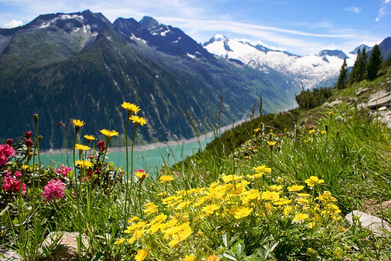 奥地利齐勒塔尔地区的山地牧场，以盛开的野花和山湖为背景