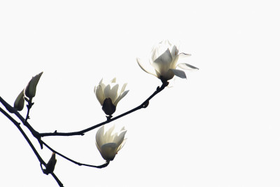 木兰花cobus