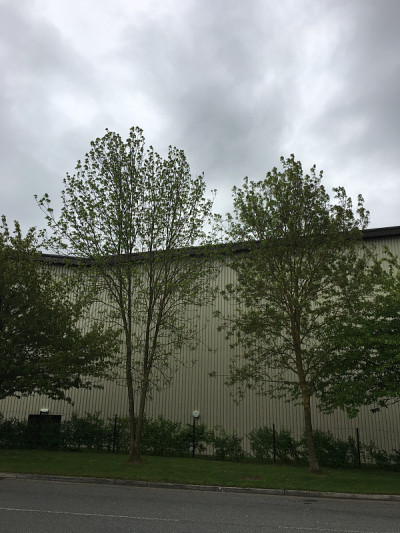 白蜡(Fraxinus excelsior)树- 2018年5月