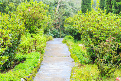 路带青苔去森林