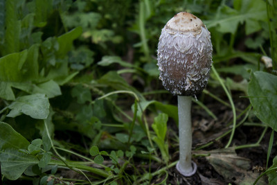 Coprinus comatus