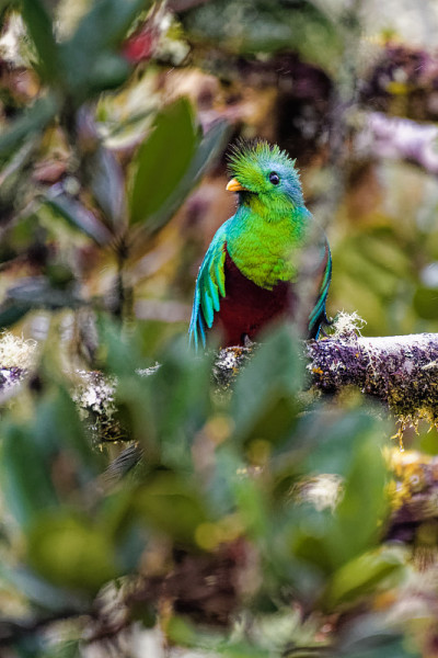 Quetzal