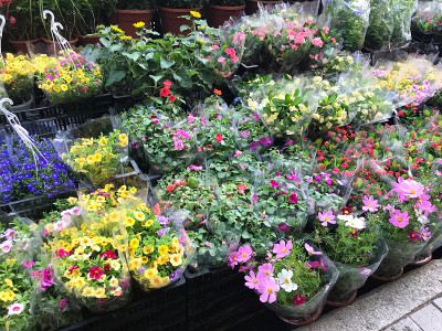香港孟角花市场街头摄影