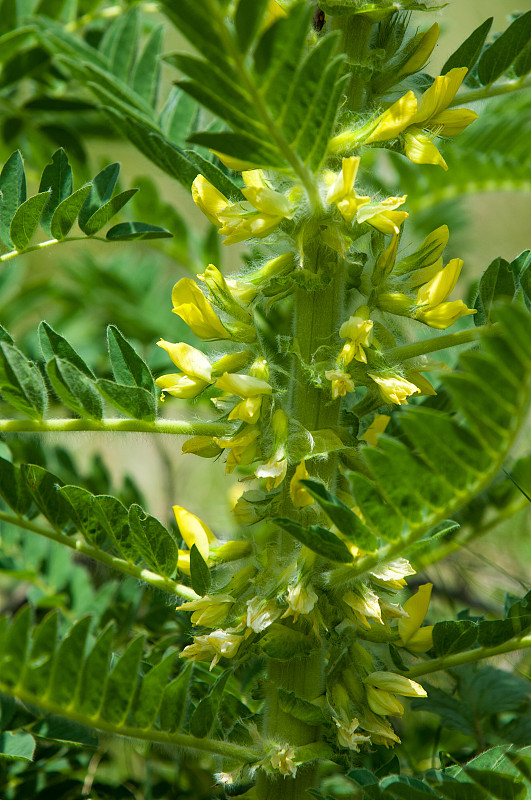 黄芪。鉴别。山羊的刺。vine-like。黄芪sieversianus。