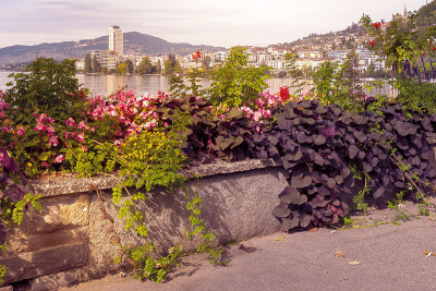 鲜花，城市和湖景，瑞士蒙特勒