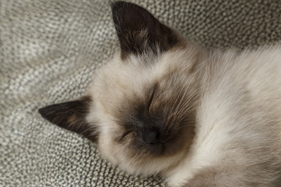小猫在沙发上睡觉