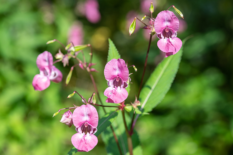 喜马拉雅香脂（impatiens gladulifera）