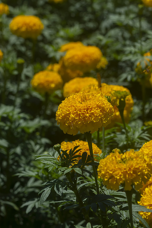 美国万寿菊，阿兹特克万寿菊，大万寿菊