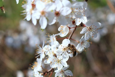 野生蜜蜂