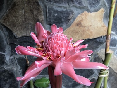kecombrang花(1)