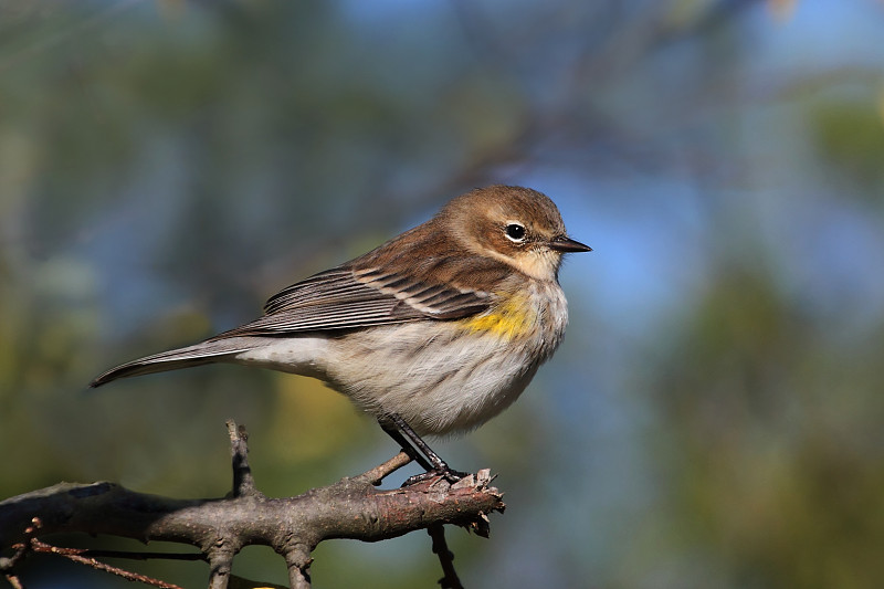 黄背林莺(Dendroica coronata)