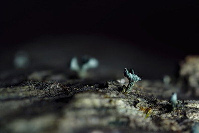 绿精灵杯(绿ciboria aeruginosa)是一种蘑菇在木材上