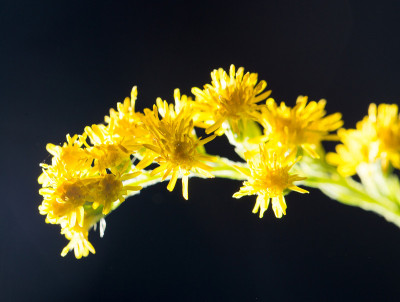 野生的黄花