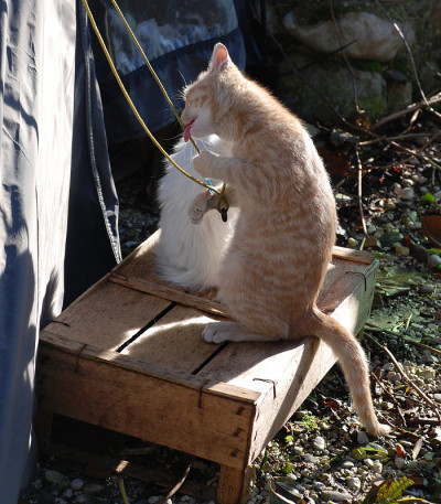 小猫在玩帐篷绳子