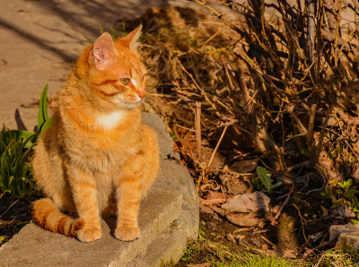 猫