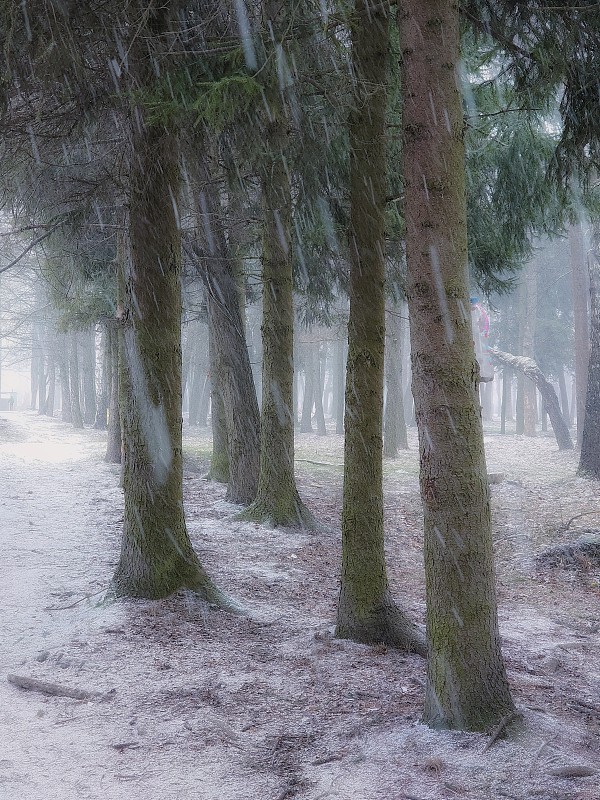 深秋雾蒙蒙的森林。森林里的立冬。公园里的第一场雪。预览效果