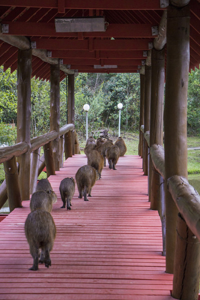 Capybaras