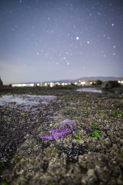 星空下的海星