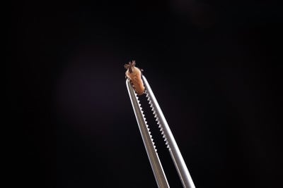 放大的tick和镊子