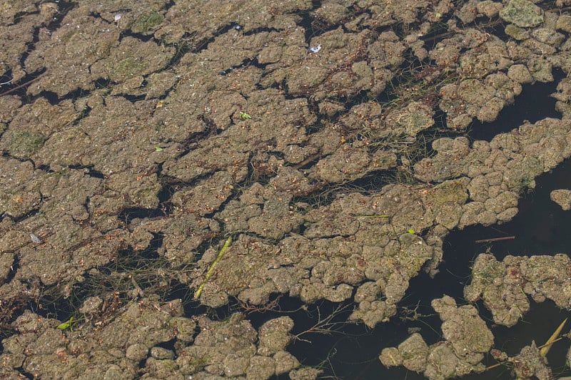 水上苔藓