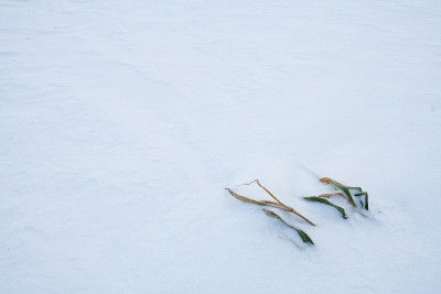雪和草