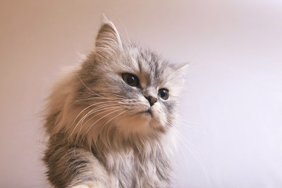 猫的肖像