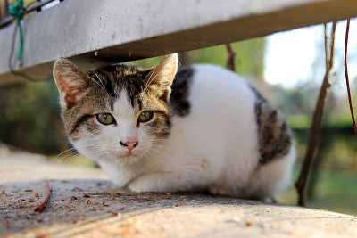 甜蜜的街猫