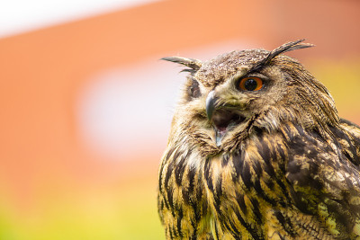 一只欧亚鹰鸮的肖像(Bubo Bubo)坐在外面的阳光下，以绿色为背景