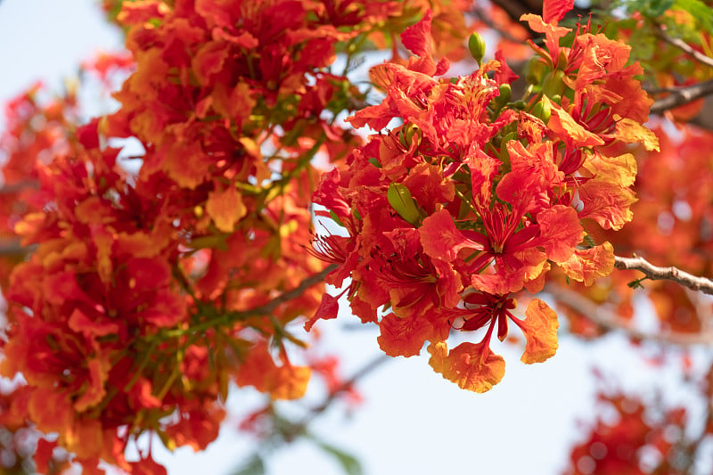 热带国家的红凤仙花开花树，复制空间