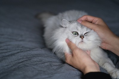 手玩栗鼠猫
