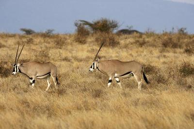 Beisa Oryx, Beisa Oryx，肯尼亚马赛马拉公园
