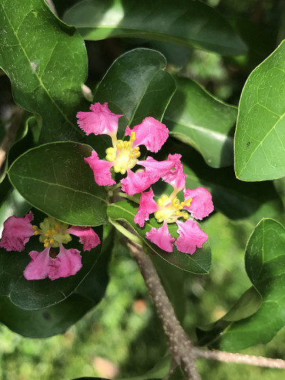 紫薇或针叶或野紫薇。