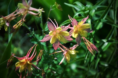 水曲柳(拉丁文Aquilegia)或集水