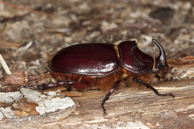 犀牛雄虫(Oryctes nasicornis)
