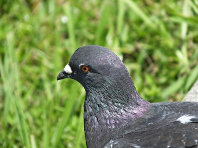 岩鸽(Columba livia)爆头