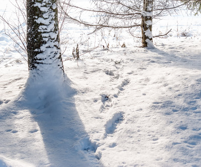公园里的树或冬天的树林里的雪