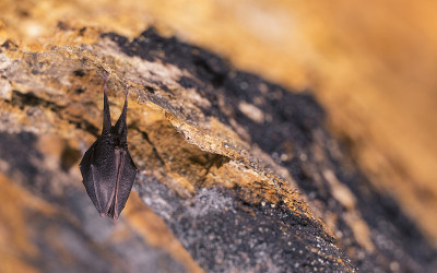近距离观察正在睡觉的小马蹄蝠(Rhinolophus hipposideros)倒挂在洞穴顶部