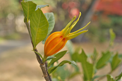 栀子花