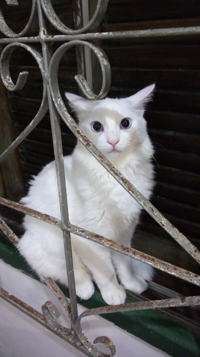 土耳其安哥拉猫