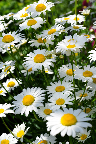 花坛上的白色花园洋甘菊