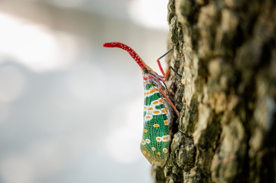 Fulgorid bug,灰飞虱