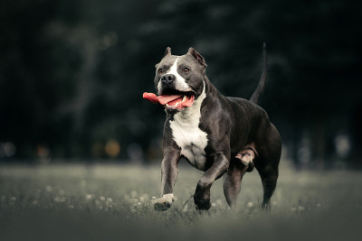 灰色的美国比特斗牛犬在公园里奔跑